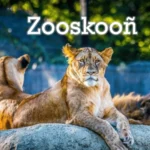 Zooskooñ: Mysterious Term and Its Cultural Significance