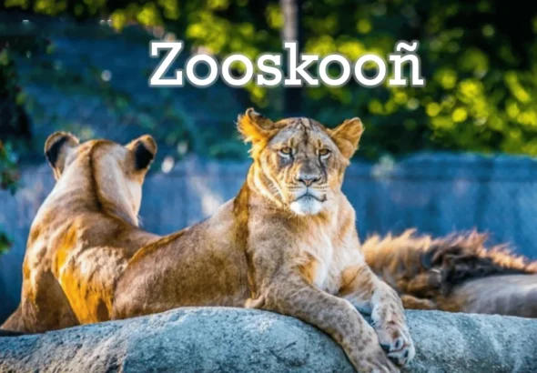Zooskooñ: Mysterious Term and Its Cultural Significance
